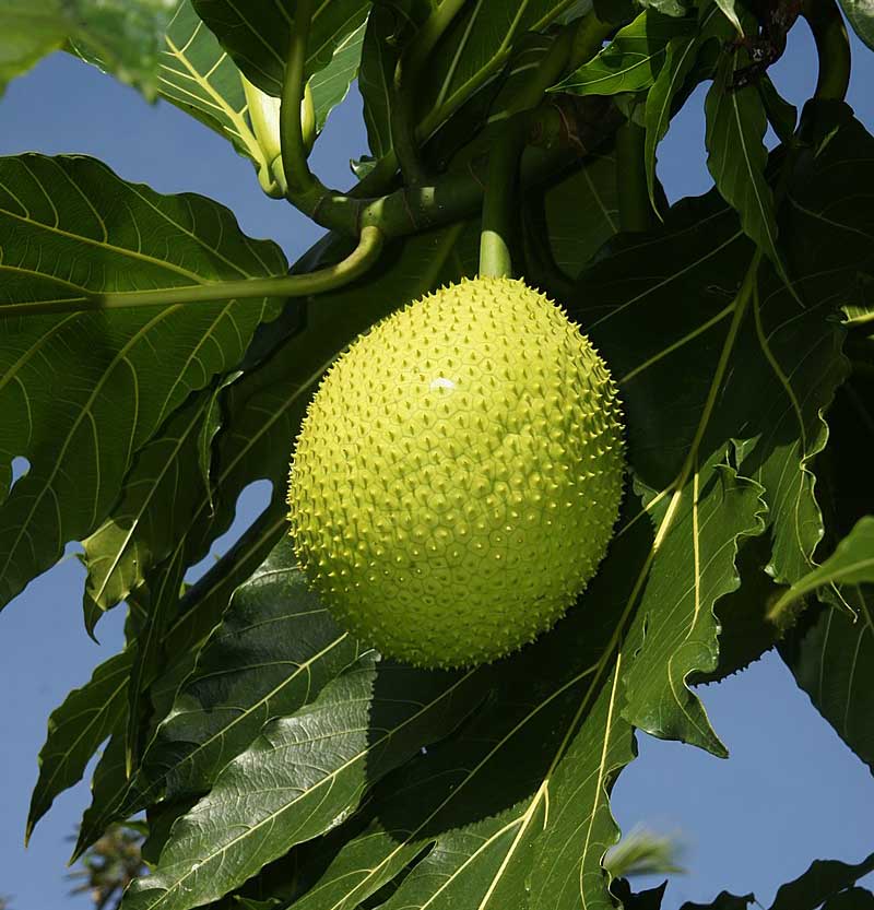 Artocarpus altilis ICRAFF_11315