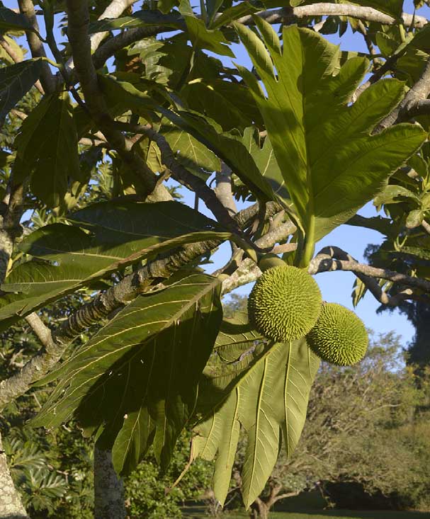 Artocarpus camansi LNSY01