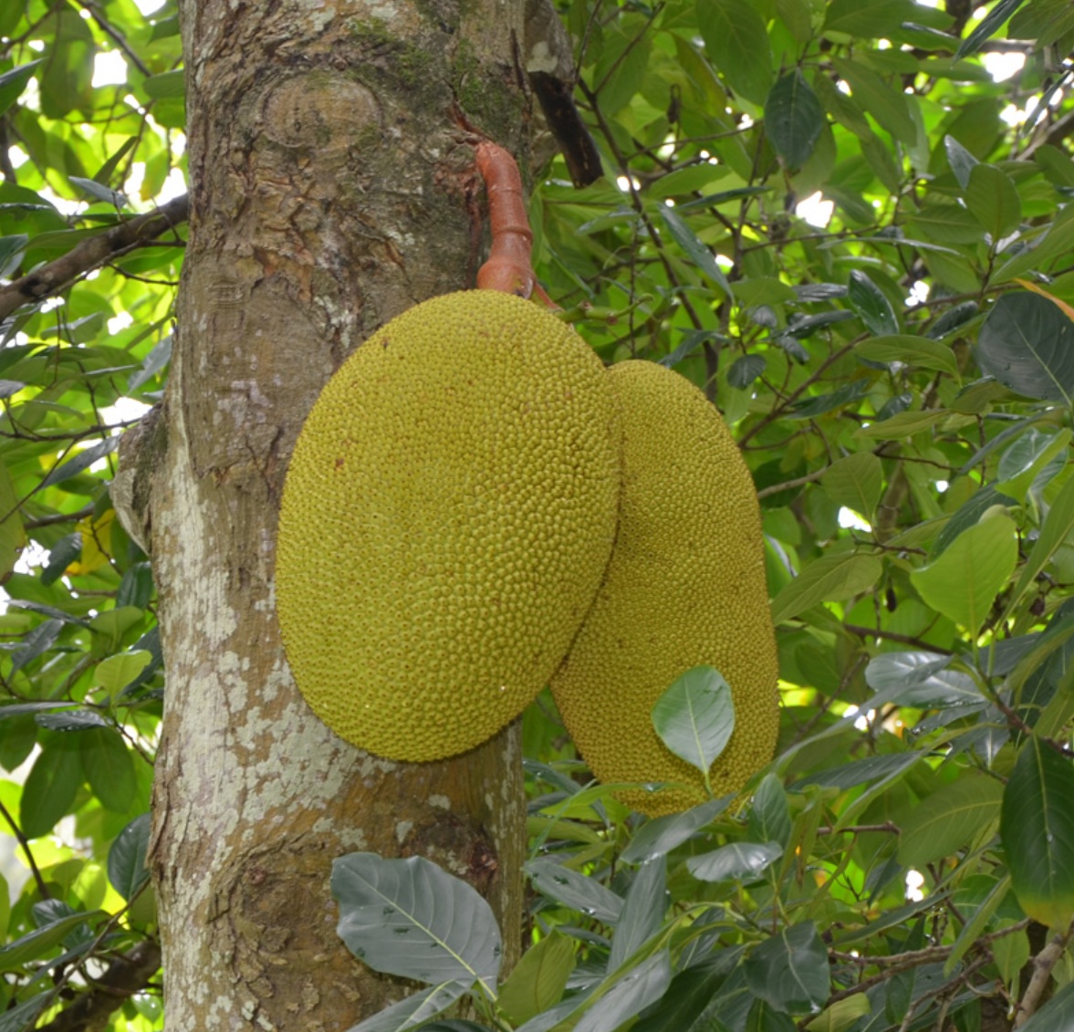 Artocarpus heterophyllus BARI