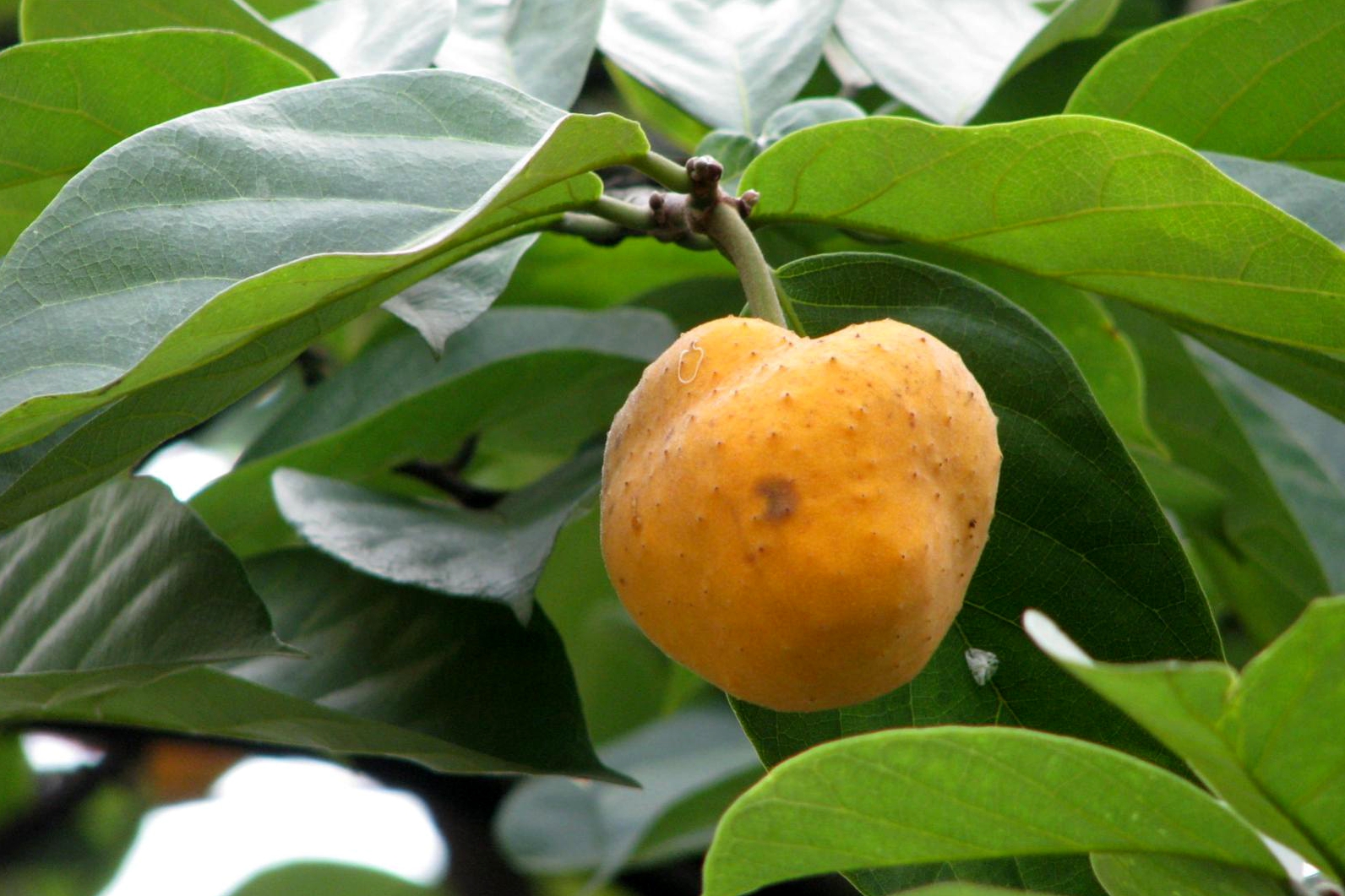 Artocarpus nanchuanensis CQ-2022